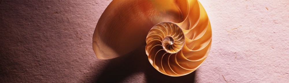 seashell (7)